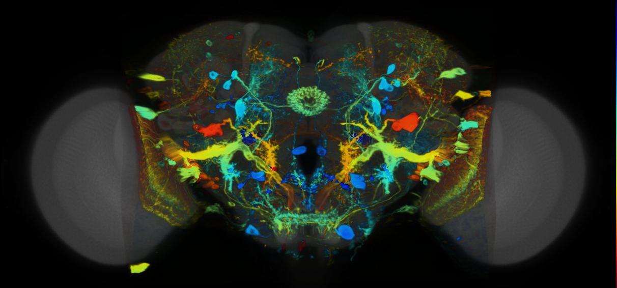 P{VT061919-GAL4} expression pattern