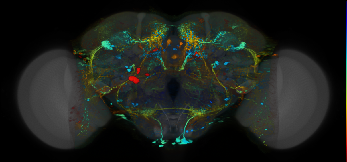 P{VT061921-GAL4} expression pattern