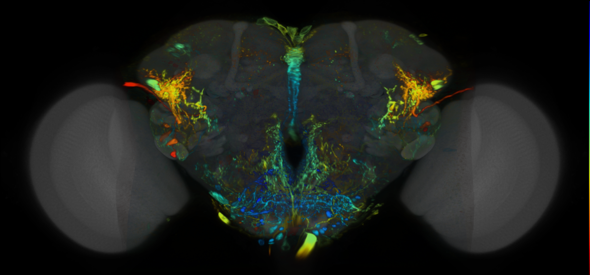 P{VT061933-GAL4} expression pattern