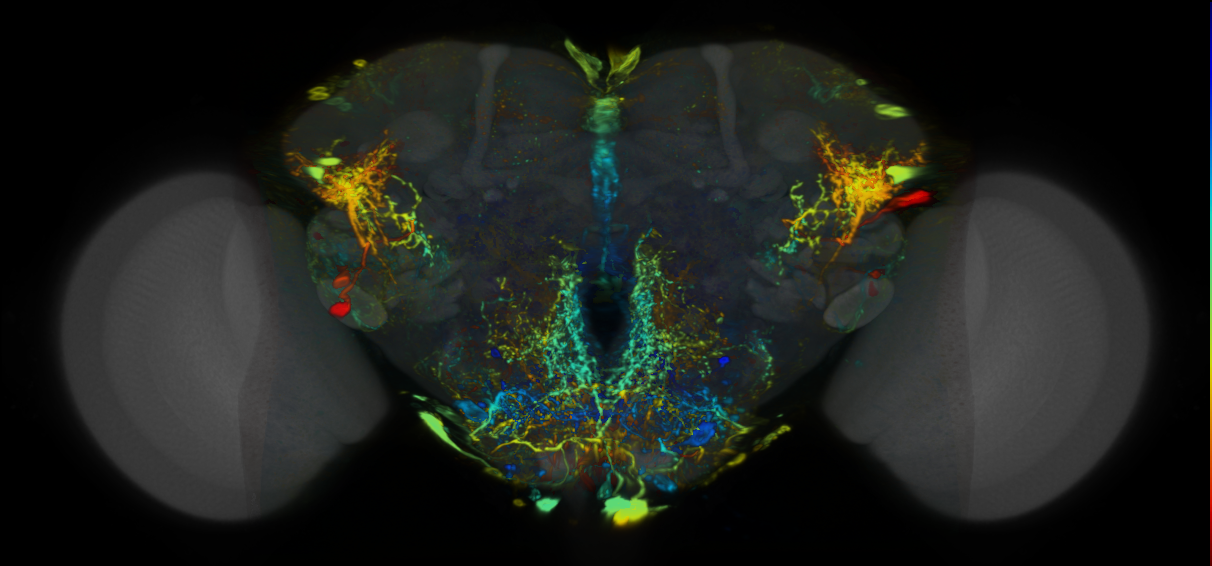 P{VT061933-GAL4} expression pattern
