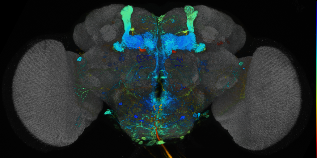 P{VT062259-GAL4} expression pattern