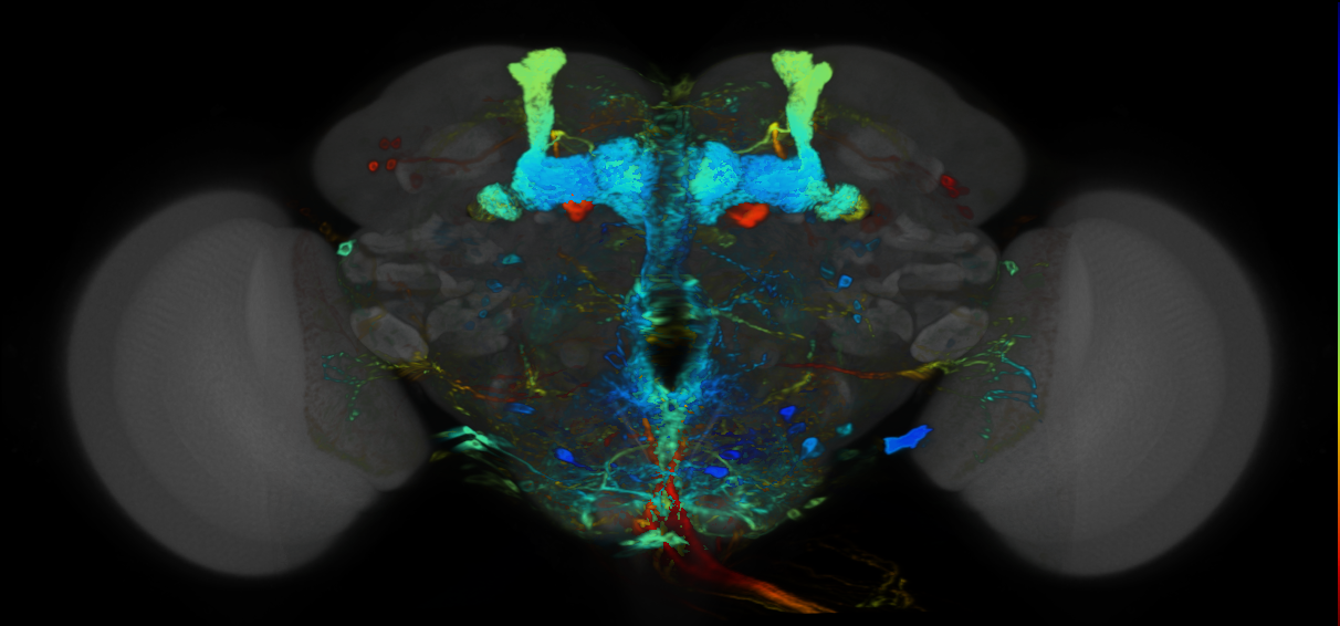 P{VT062259-GAL4} expression pattern