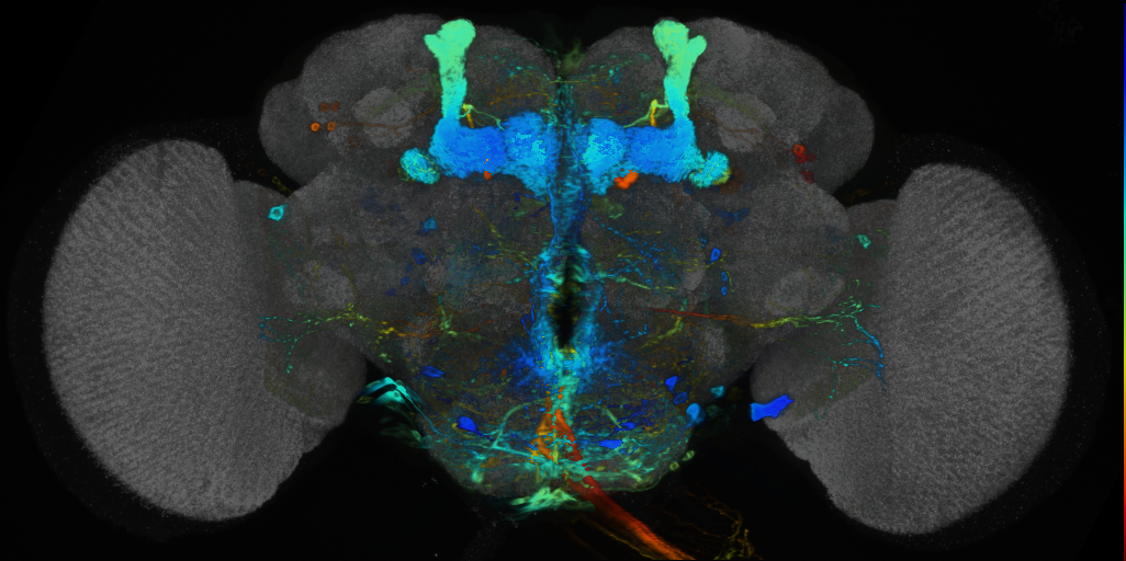 P{VT062259-GAL4} expression pattern