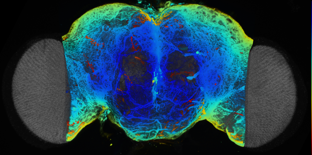 P{VT062445-GAL4} expression pattern