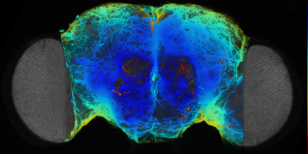 P{VT062445-GAL4} expression pattern