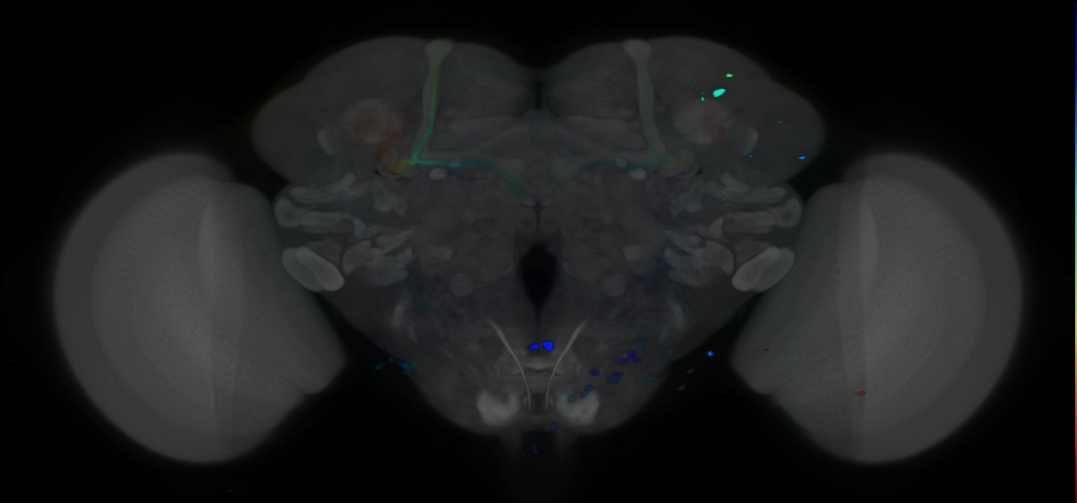 P{VT062488-GAL4} expression pattern