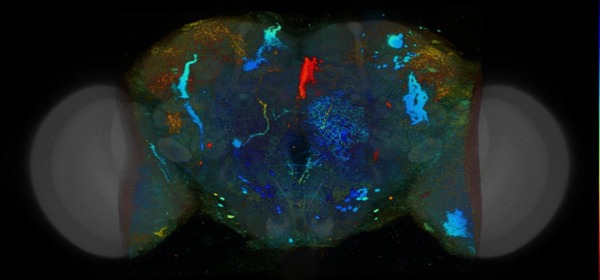 P{VT062493-GAL4} expression pattern