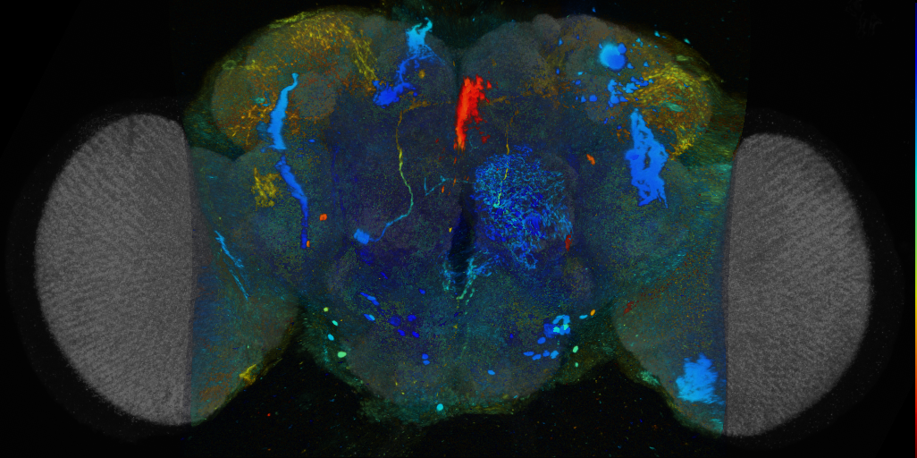 P{VT062493-GAL4} expression pattern