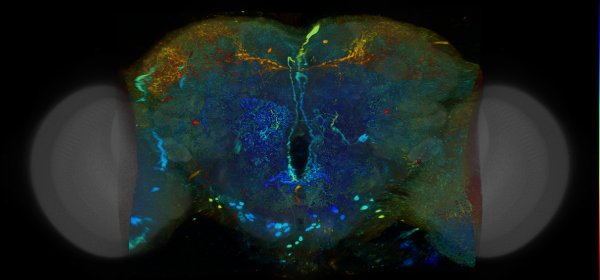 P{VT062493-GAL4} expression pattern
