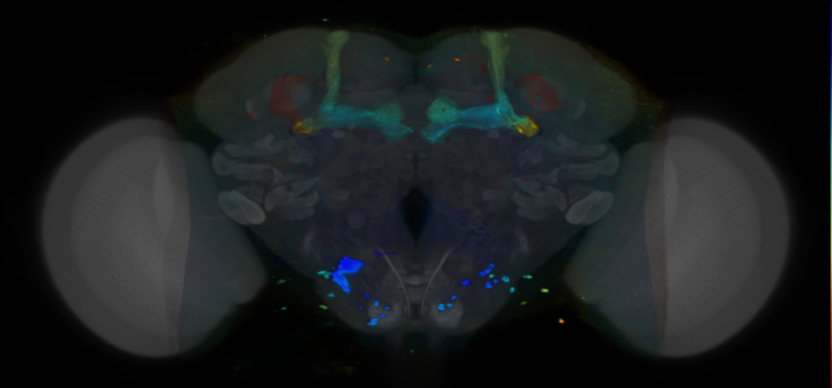 P{VT062508-GAL4} expression pattern