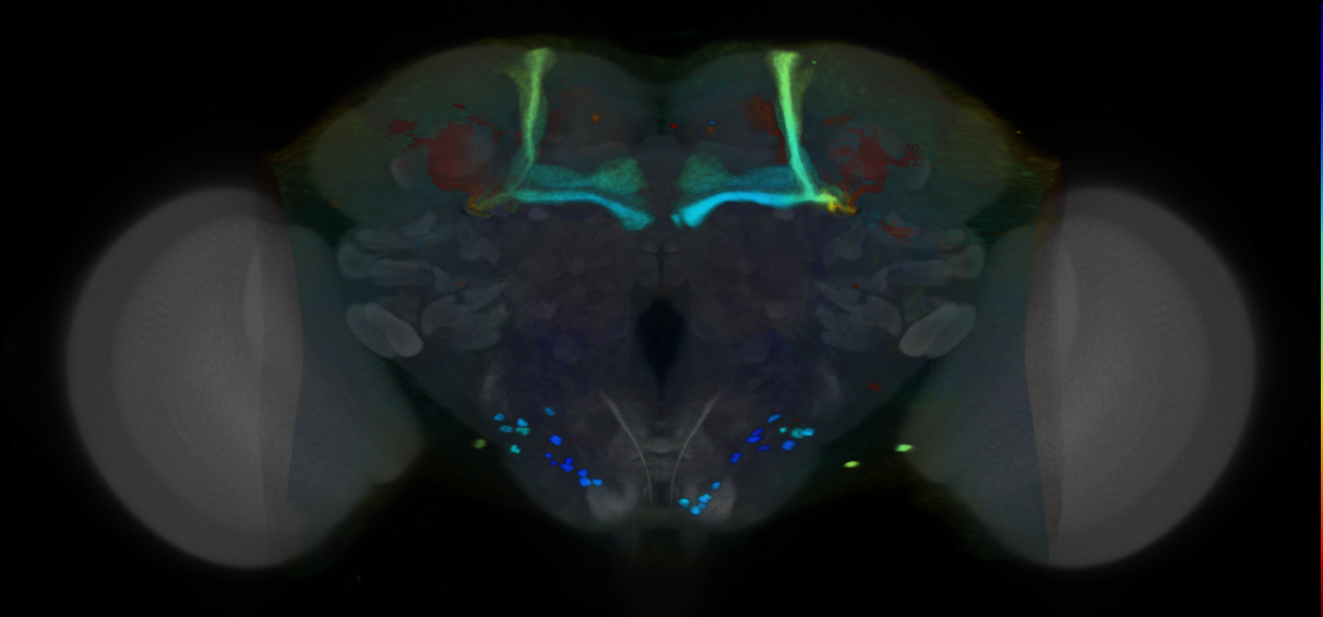 P{VT062508-GAL4} expression pattern
