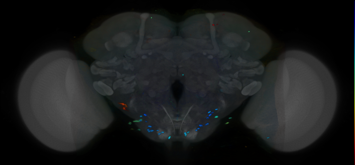 P{VT062589-GAL4} expression pattern