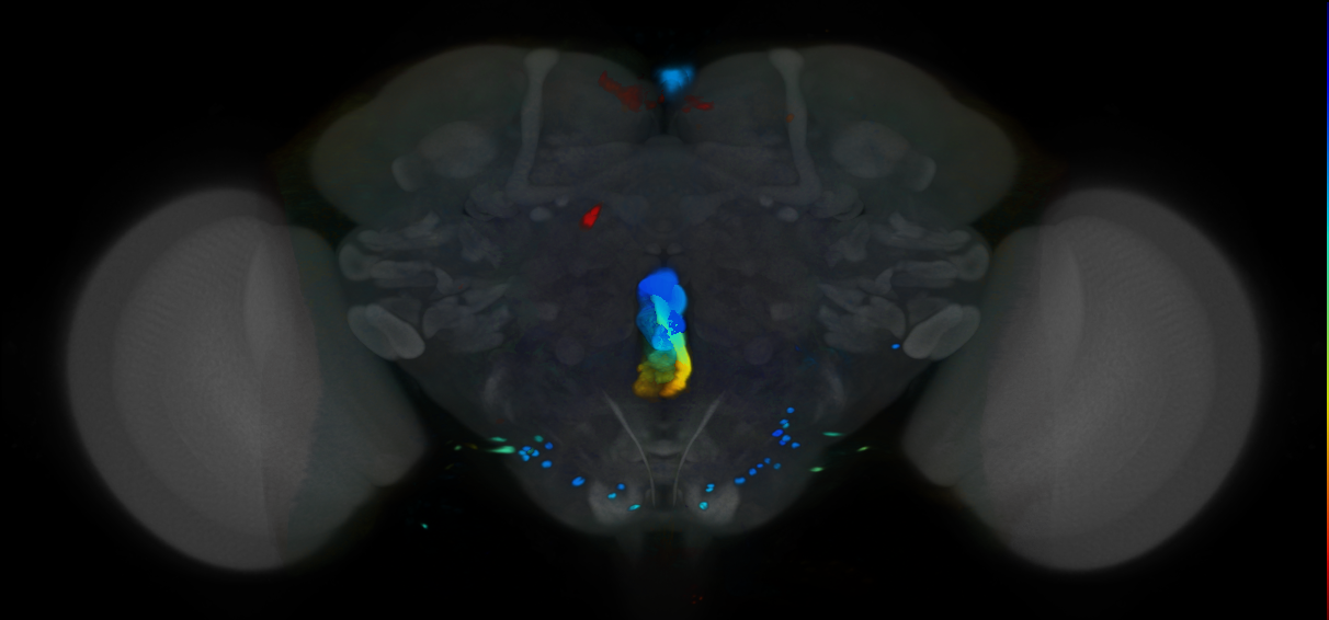 P{VT062589-GAL4} expression pattern