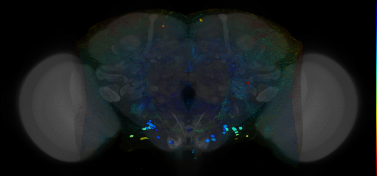 P{VT062591-GAL4} expression pattern