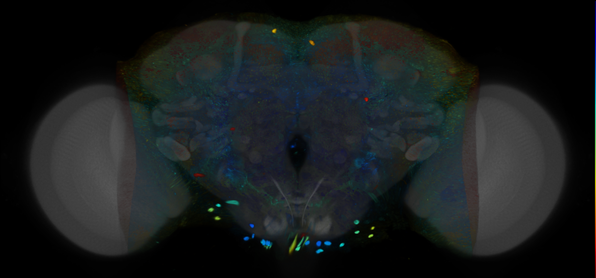P{VT062591-GAL4} expression pattern