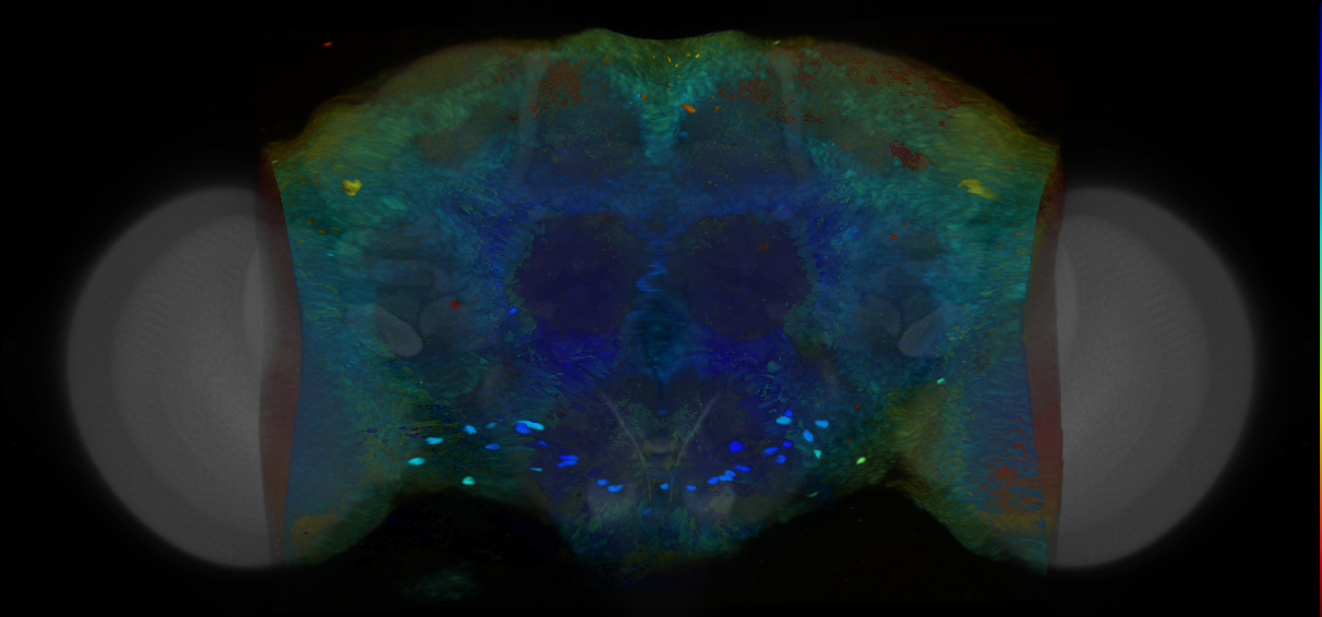 P{VT062597-GAL4} expression pattern