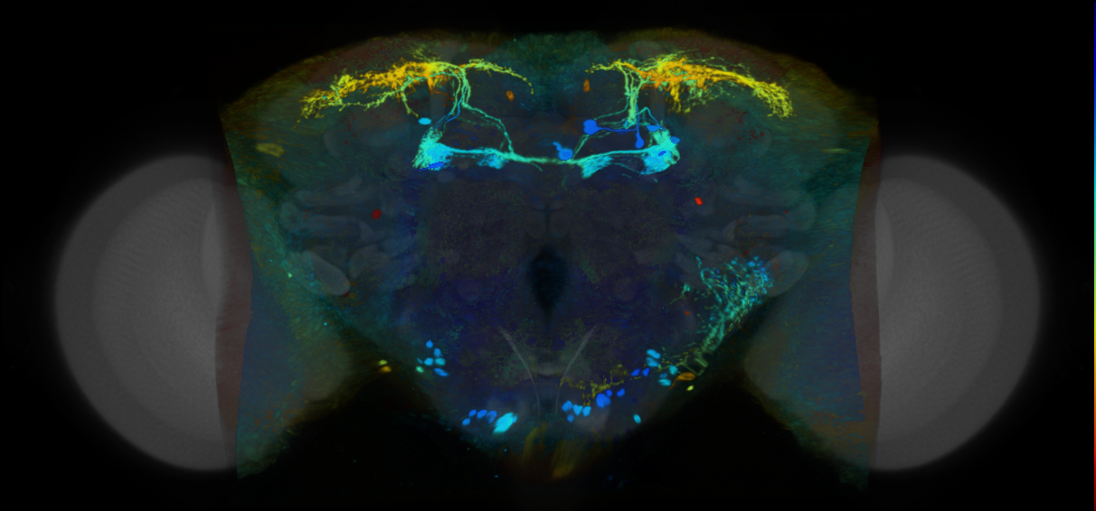 P{VT062602-GAL4} expression pattern