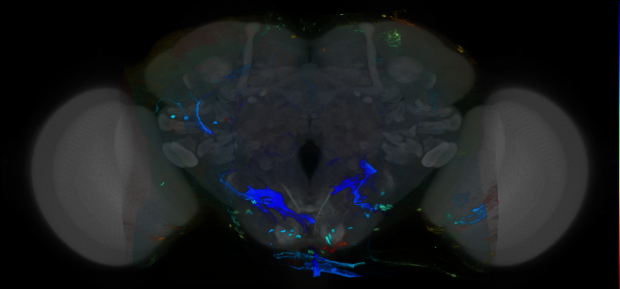 P{VT062606-GAL4} expression pattern