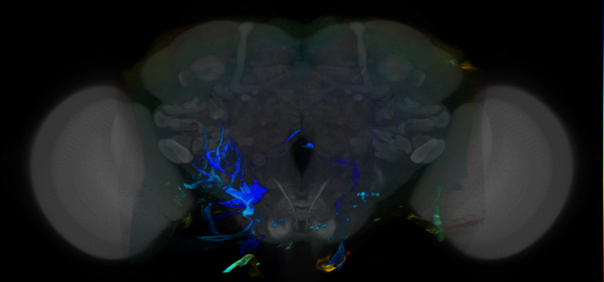 P{VT062606-GAL4} expression pattern