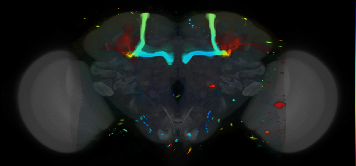 P{VT062609-GAL4} expression pattern