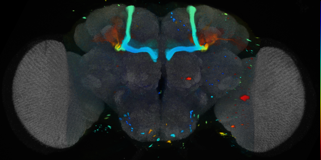 P{VT062609-GAL4} expression pattern