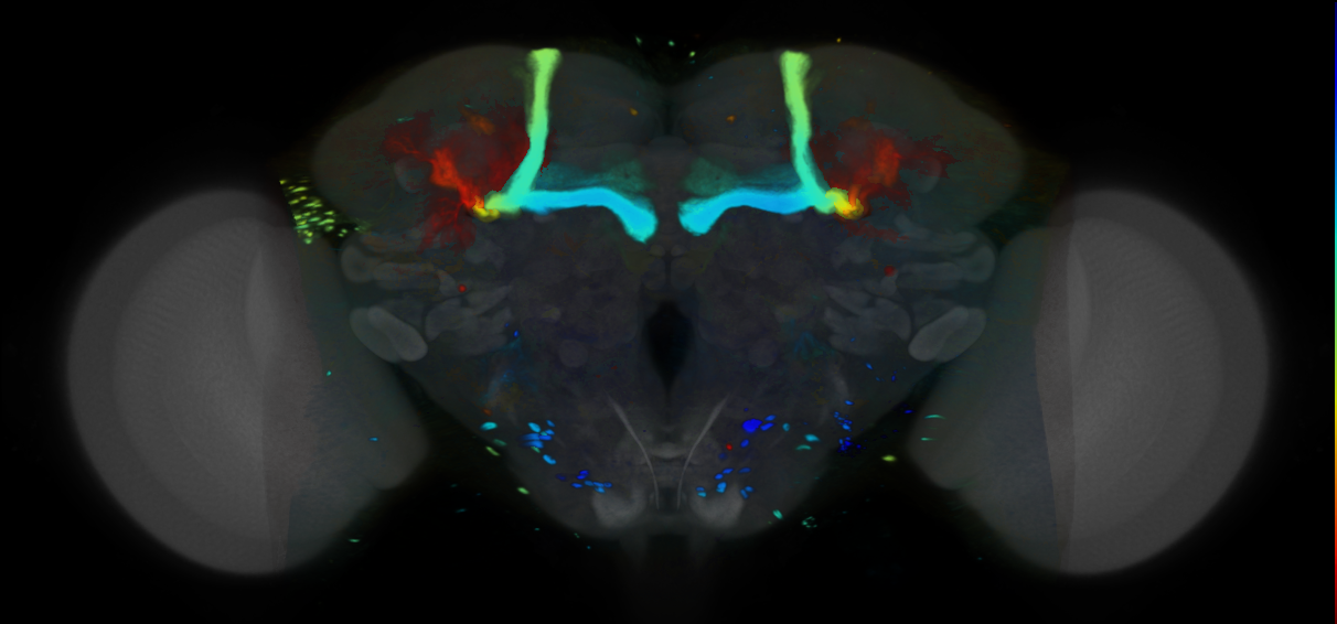 P{VT062609-GAL4} expression pattern