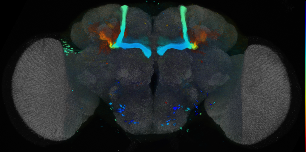 P{VT062609-GAL4} expression pattern