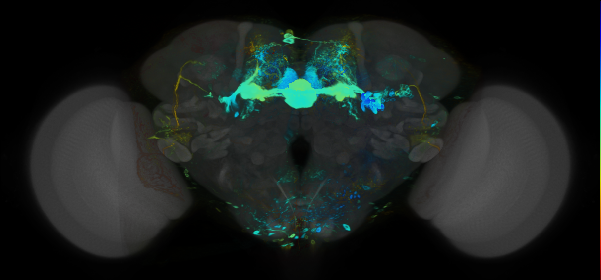 P{VT062619-GAL4} expression pattern