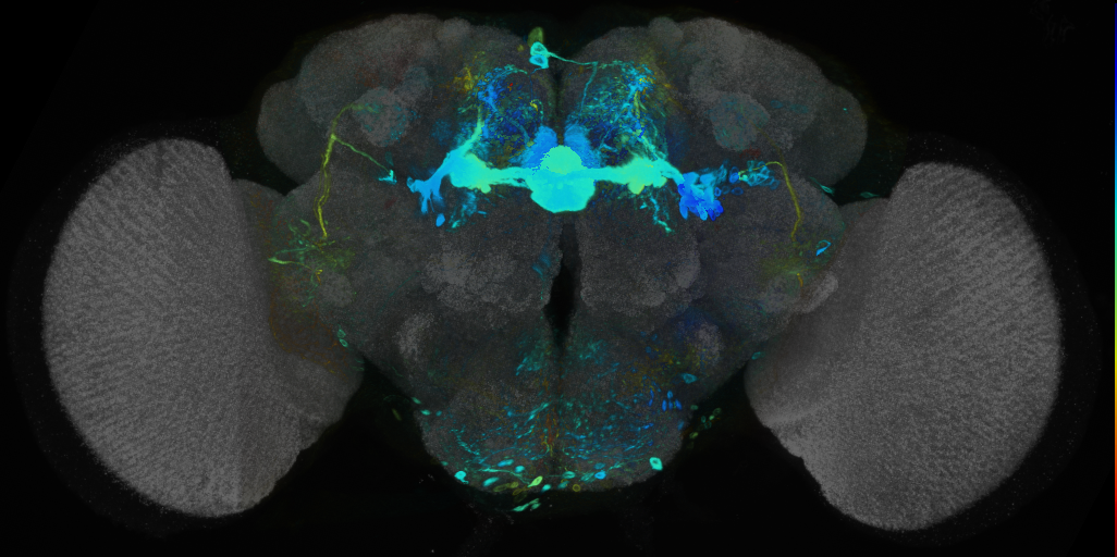 P{VT062619-GAL4} expression pattern