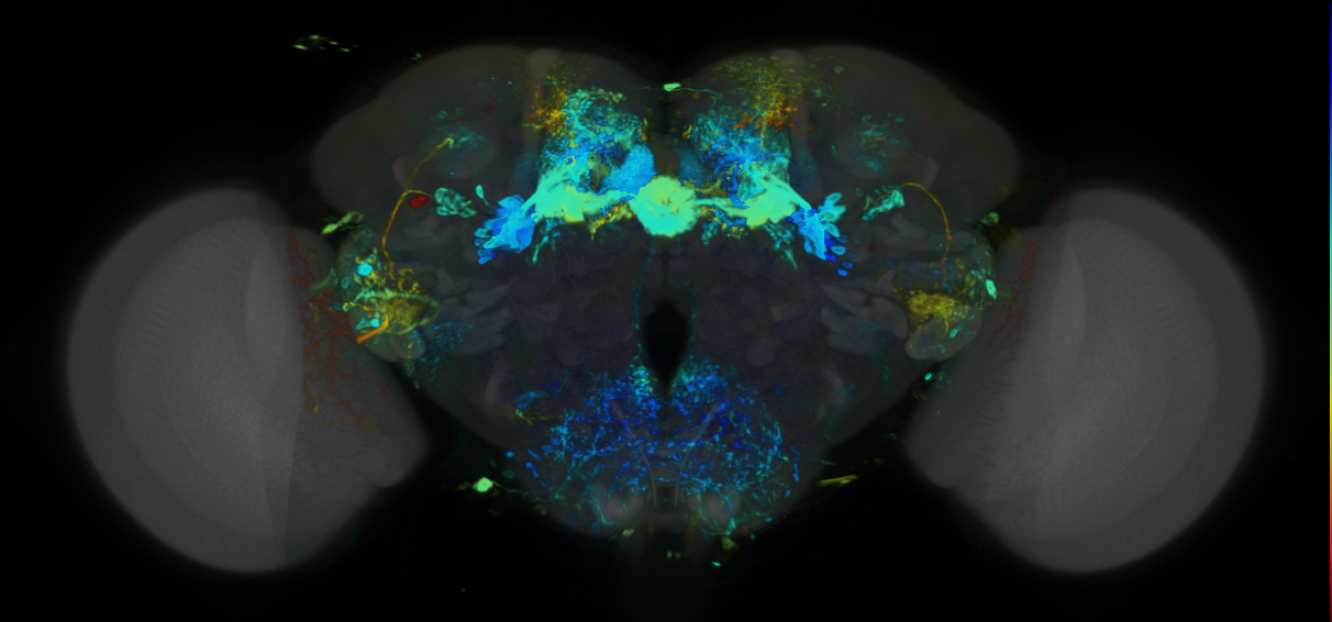 P{VT062619-GAL4} expression pattern