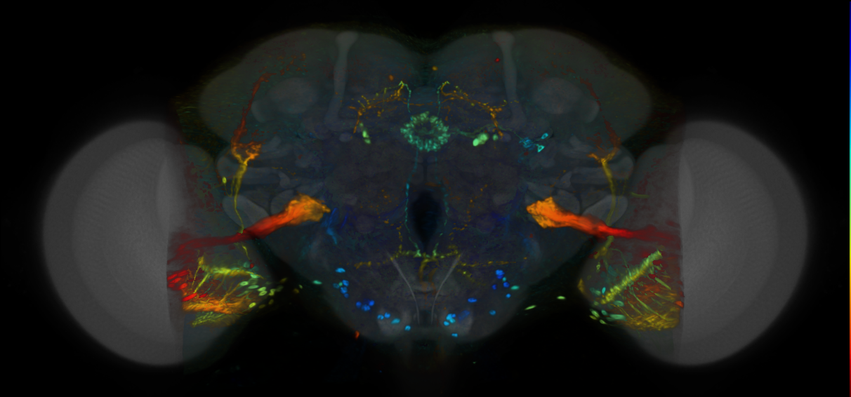 P{VT062624-GAL4} expression pattern