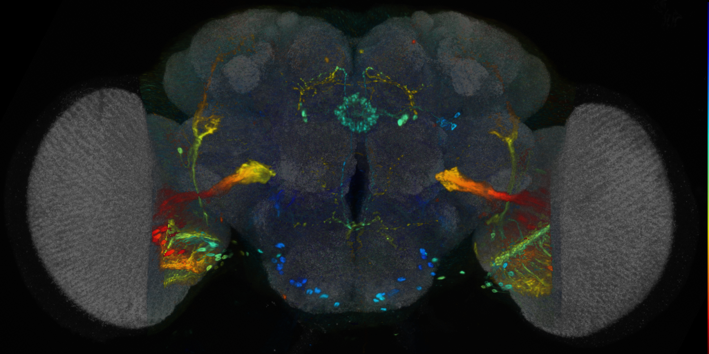 P{VT062624-GAL4} expression pattern