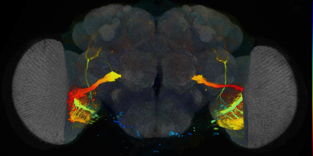 P{VT062624-GAL4} expression pattern