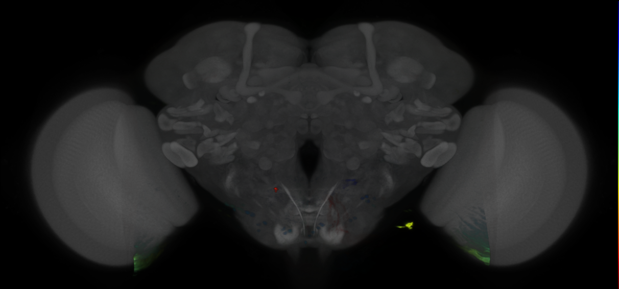 P{VT062627-GAL4} expression pattern