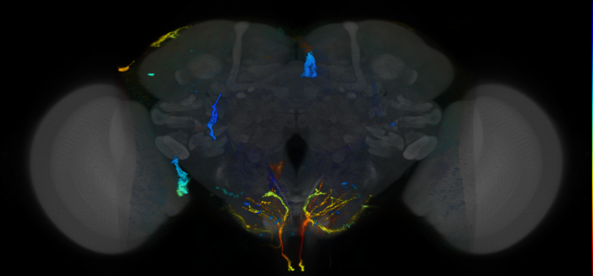 P{VT062647-GAL4} expression pattern