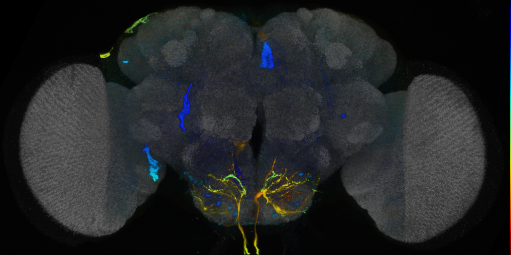 P{VT062647-GAL4} expression pattern
