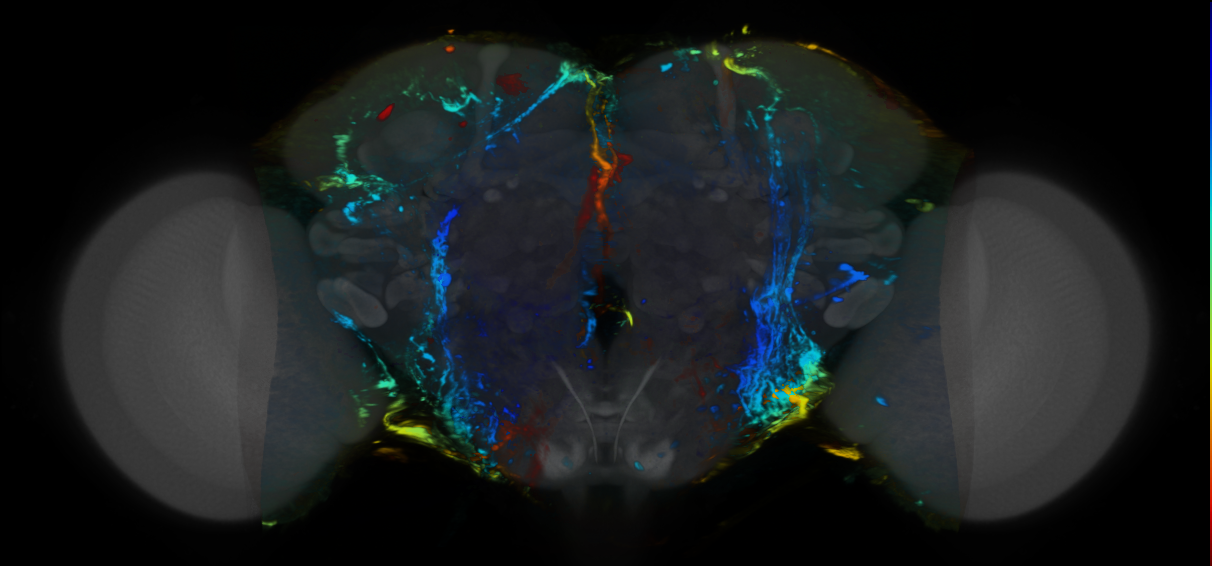 P{VT062759-GAL4} expression pattern