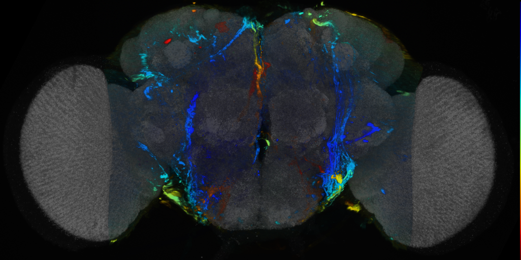 P{VT062759-GAL4} expression pattern