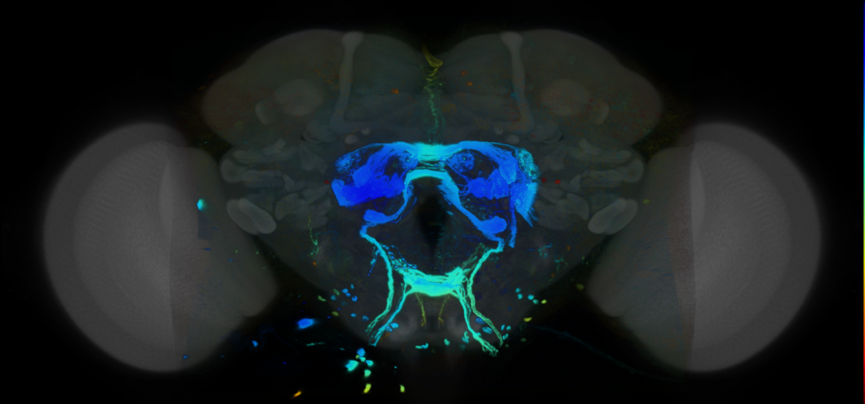 P{VT062762-GAL4} expression pattern