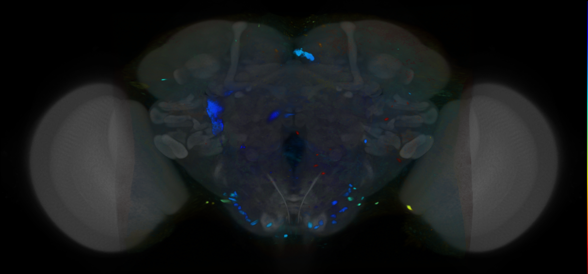 P{VT062770-GAL4} expression pattern