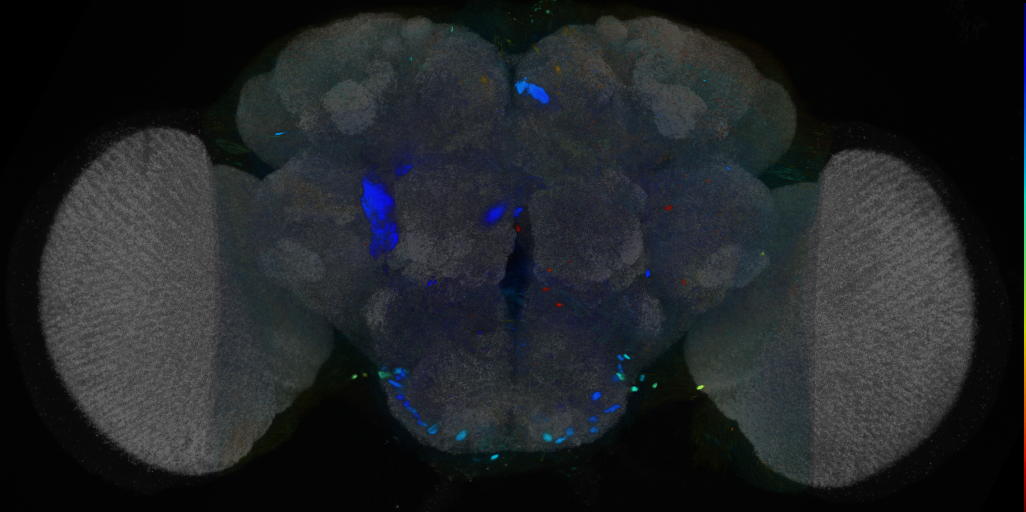 P{VT062770-GAL4} expression pattern