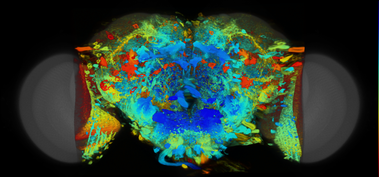 P{VT062775-GAL4} expression pattern