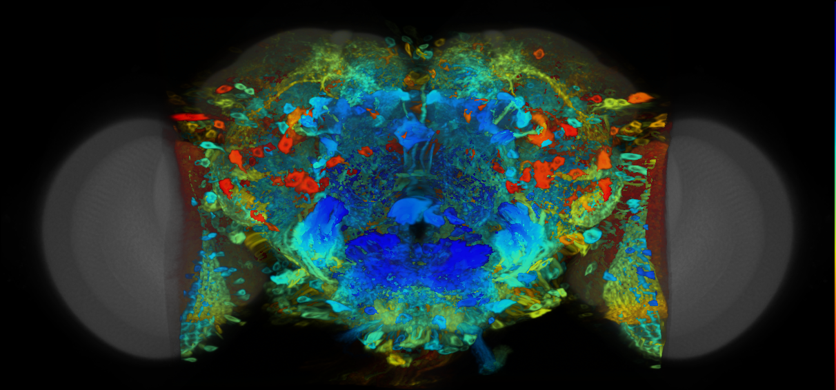 P{VT062775-GAL4} expression pattern