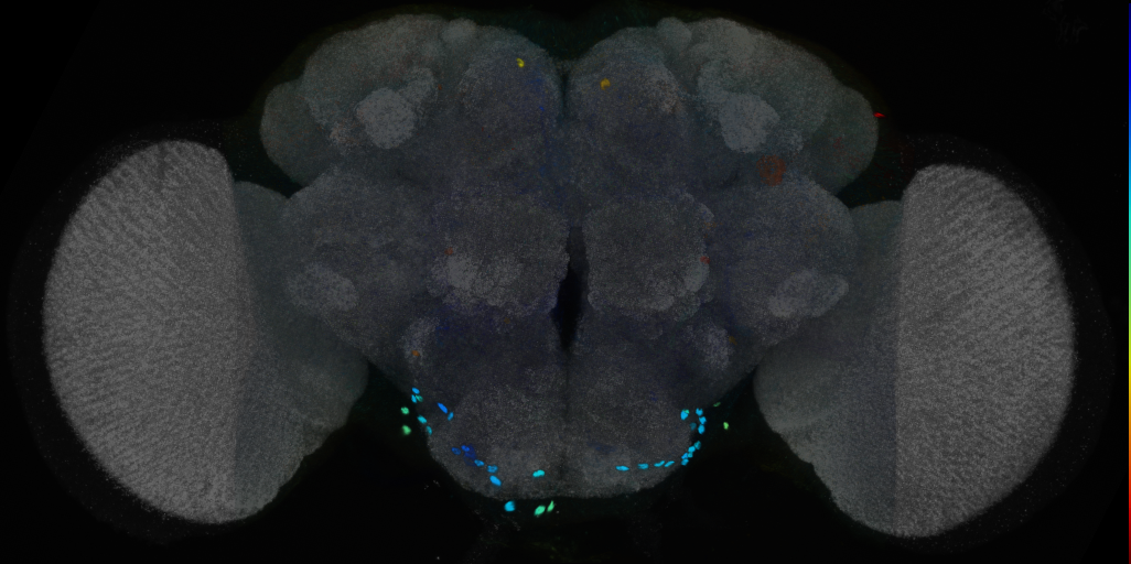 P{VT062863-GAL4} expression pattern