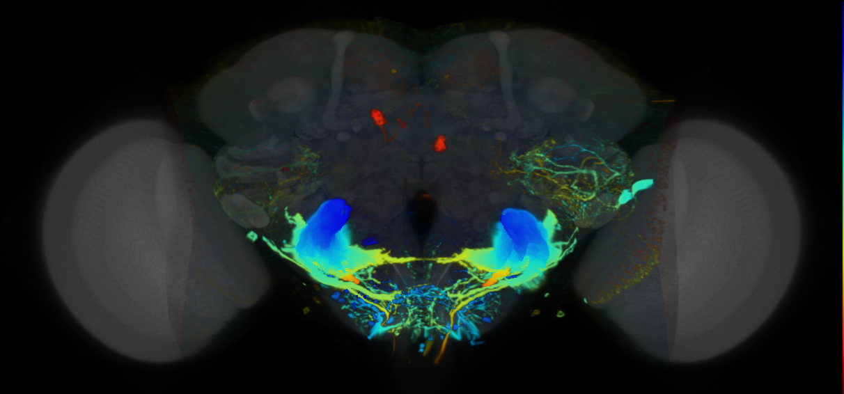 P{VT062870-GAL4} expression pattern