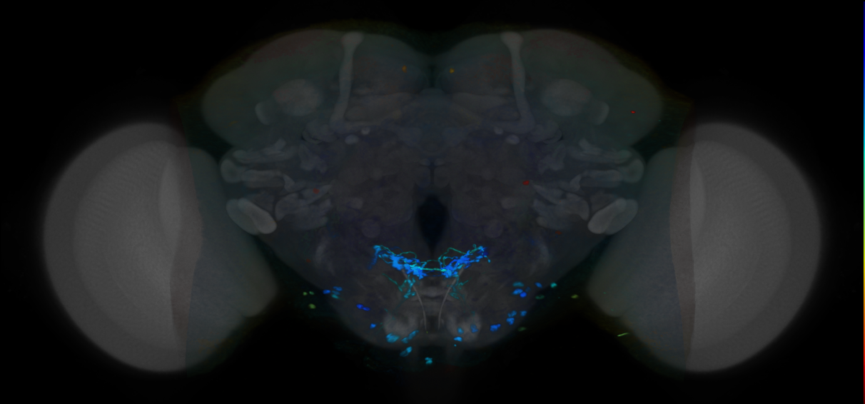 P{VT062913-GAL4} expression pattern