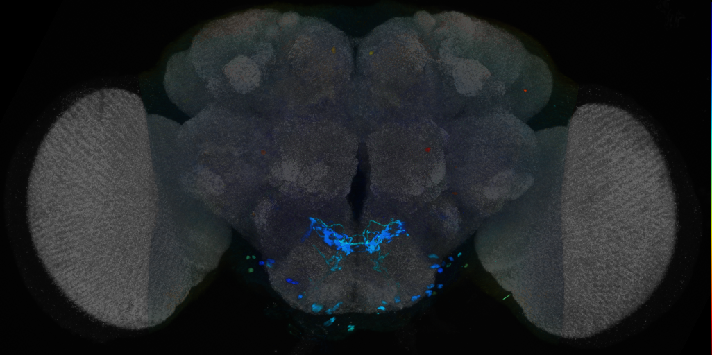 P{VT062913-GAL4} expression pattern