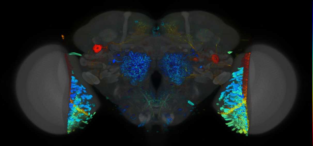 P{VT062971-GAL4} expression pattern