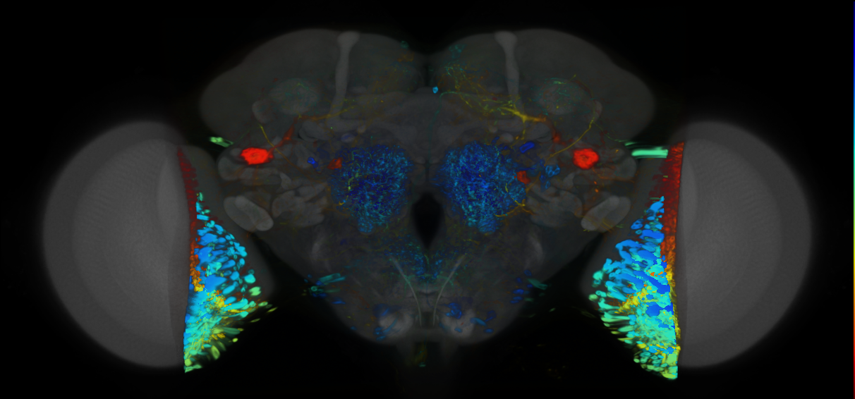 P{VT062971-GAL4} expression pattern