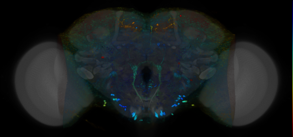 P{VT063176-GAL4} expression pattern